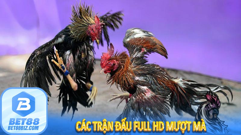 Các trận đấu full HD mượt mà