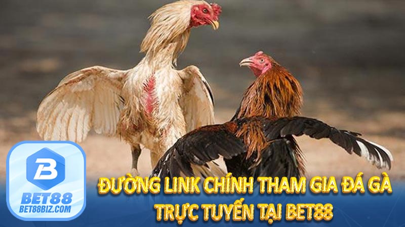 Đường link chính tham gia đá gà trực tuyến tại BET88 